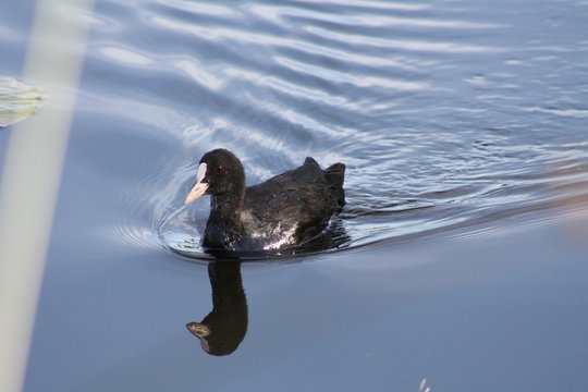anatra al lago di colfiorito, zona umida protetta in umbria