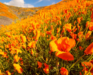 California Wildflowers in the Superbloom