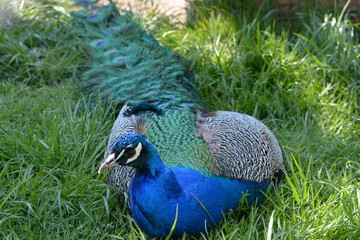 Fototapeta premium peacock in the park