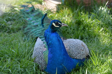 Obraz premium peacock in park