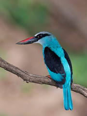 Blue-breasted kingfisher (Halcyon malimbica)