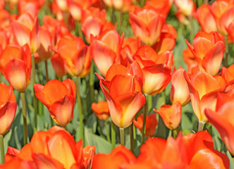 Blühende Tulpen in Orange