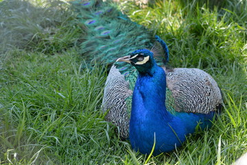 Obraz premium peacock in grass