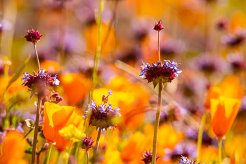 California Wildflowers in the Superbloom