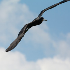 Looking in the direction it is turning a Magnificent Frigatebird clears it flight path