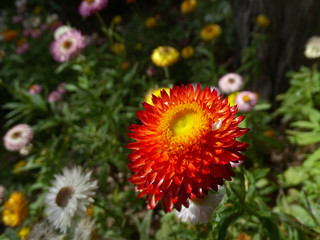 Rote Sonnenblume in Blumenwiese