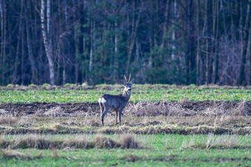 Naklejka premium roe deer buck in the forest