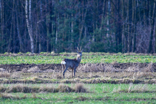 roe deer buck in the  forest