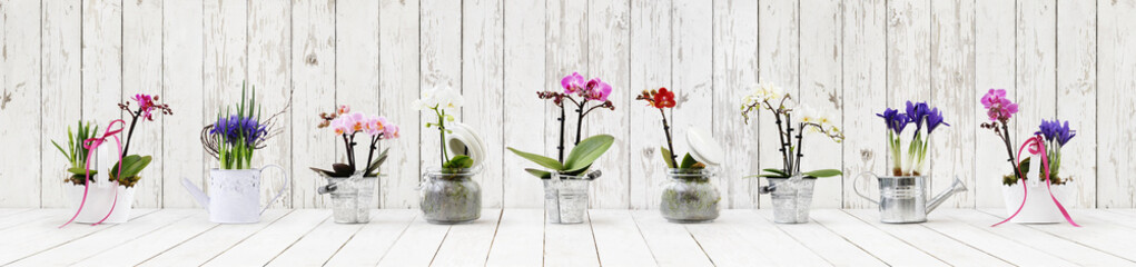 flowers in pots set isolated on white wood background, web banner with copy space for florist shop...