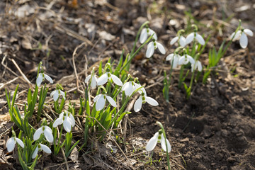 Snowdrop spring  flowers in macro shot. The first signs of spring awakening.