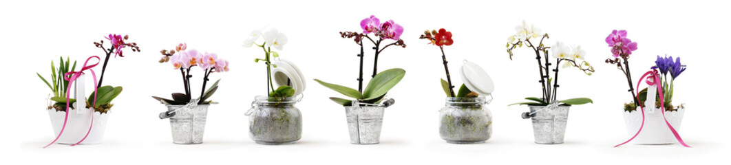 flowers in pots set isolated on white background, web banner with copy space for florist shop...