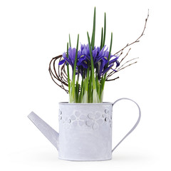 iris flower plant in watering can isolated on white background, florist shop or gift card present concept