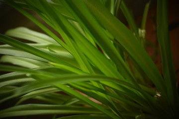 thin long green leaves of chlorophytum close up