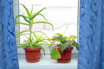 houseplants, aloe and begonia, on the window with blue curtains