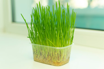 sprouted oats, grass for cats grows in a container on the windowsill