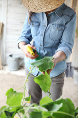 woman in vegetable garden sprays pesticide on leaf of plant with caterpillar, care of plants for...