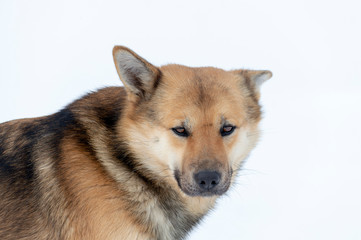 Outbred brown dog on the snow outside