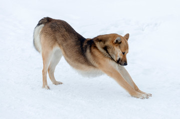 Outbred brown dog on the snow outside