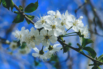 Cherry blossom on background of cherry flowers. Gardening.