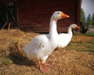 Goose in farm
