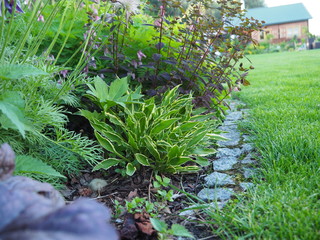 Obraz premium Hosta 'Stiletto