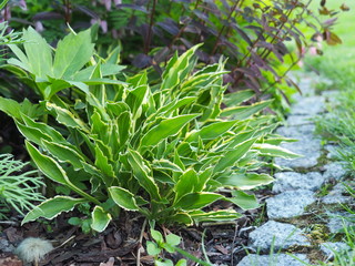 Hosta 'Stiletto