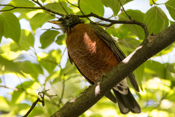 American Robin (Turdus migratorius), sitting in a tree in Central Park, Manhattan, New York, USA.