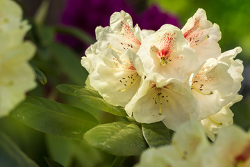 Beautiful blooming Rhododendron (Ericaceae), Germany.