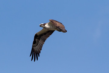 Osprey (Pandion haliaetus) flying over Connecticut river, Connecticut, USA.