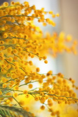 Close-up of mimosa yellow spring flowers on a defocused yellow background. Shallow depth of field. Selective focus. Symbol of international women's day.
