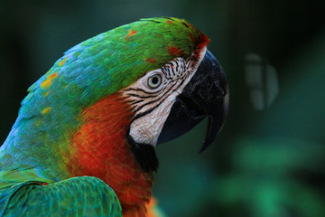 Colorful and Bright Parrot in the Rain Forest, Brazil