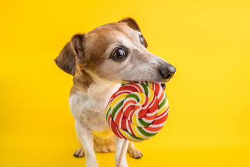 Funny dog eating Colorful spiral lollipop on yellow background.