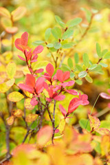 Herbstfarben in Island