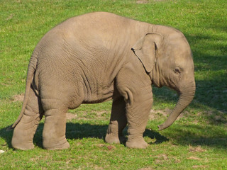 Fototapeta na wymiar Closeup of young baby elephant with green grassy background