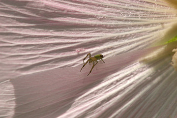 Spinne