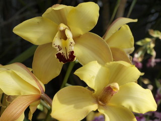 Orchidee