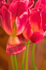 Fototapeta premium bouquet of tulips flowers is on the table