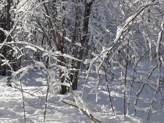 Strongly snow-covered small trees . Winter, frosty Sunny day.  Glare and shadows.