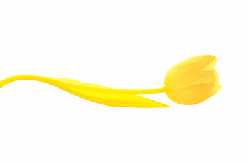 Isolate yellow tulip whose stem is bent by a wave of yellow.