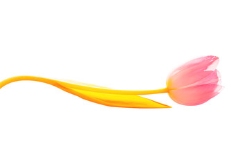 Isolate pink tulip stem of which is bent wave yellow.