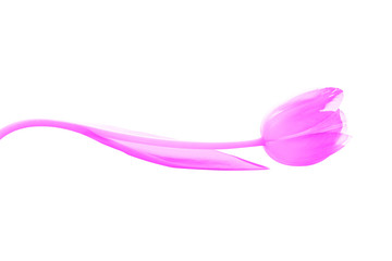 Isolate monochrome pink tulip stem of which is bent by the wave.