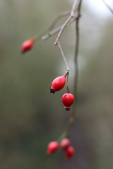 red berries on branch