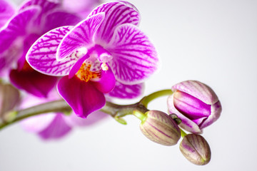 Pink-rosa-farbene Orchidee in voller Blütenpracht und mit sich öffnenden Blütenknospen