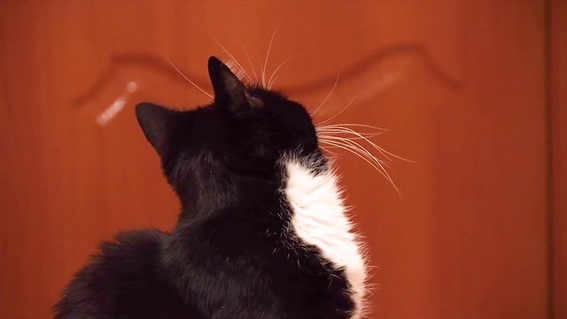 black, with white spots and a pink nose, the cat yawns sitting on the sofa