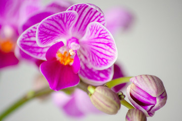 Fototapeta na wymiar Pink-rosa-farbene Orchidee in voller Blütenpracht und mit sich öffnenden Blütenknospen