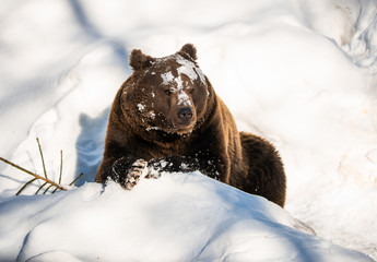 brown bear covered with snow lying in the National Park Bavarian Forest - Germany