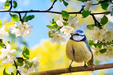 Foto op Canvas spring natural background with little cute bird tit sitting in may garden on a branch of flowering Apple tree with white fragrant buds © nataba