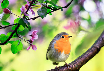 spring natural background with a little cute songbird Robin sitting in the may garden on a branch...