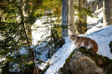lynx sitting on a mossy stone in winter - National Park Bavarian Forest - Germany