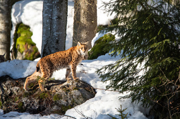 lynx prowling in the snowy winter forest - National Park Bavarian Forest - Germany - 254248246